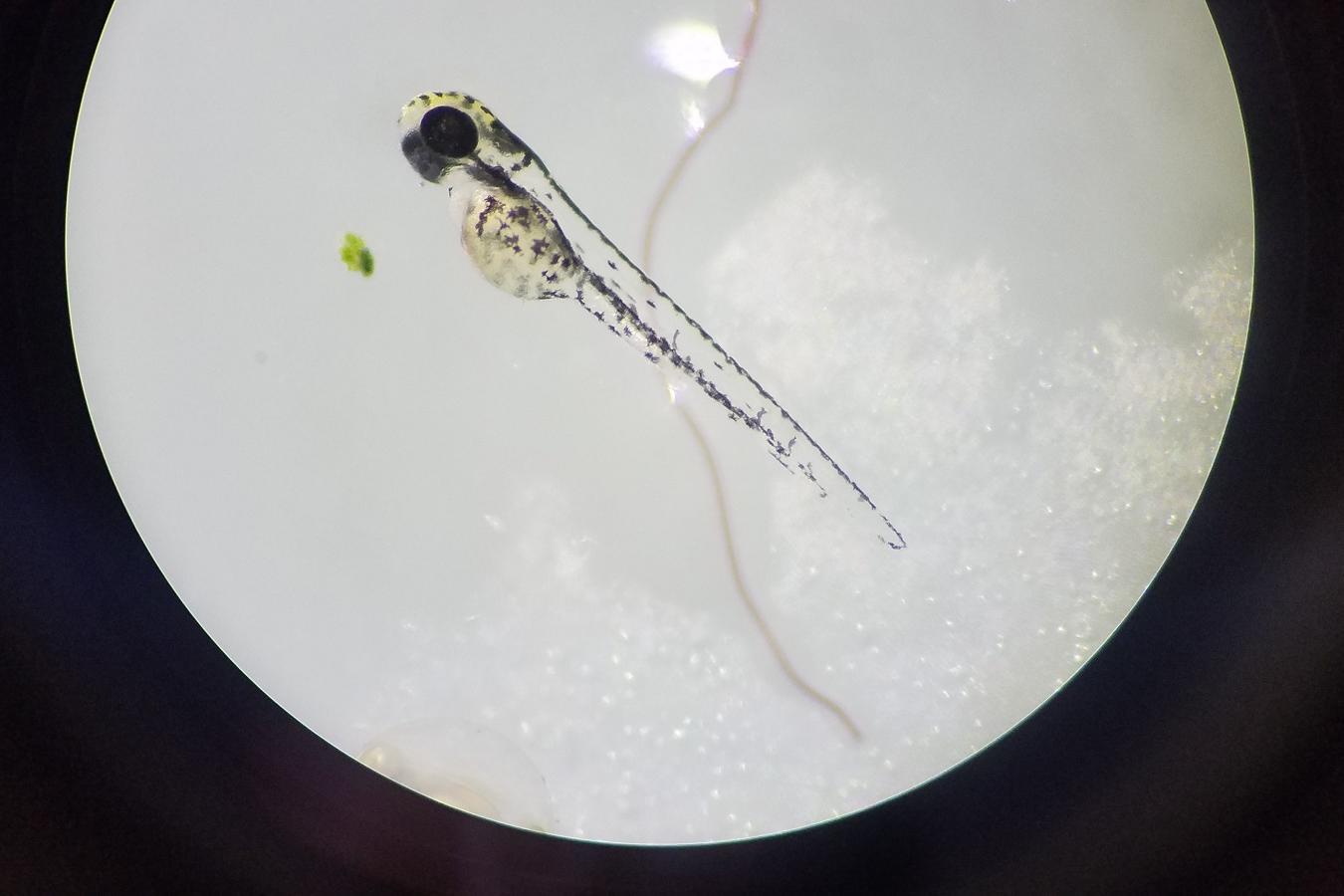 zebrafish 