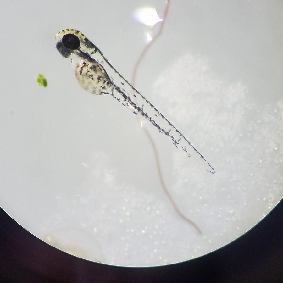 zebrafish
