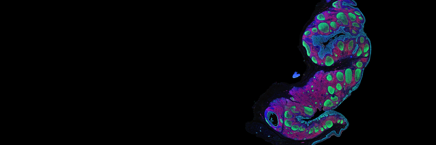 Imaged on ZEISS Axioscan 7 