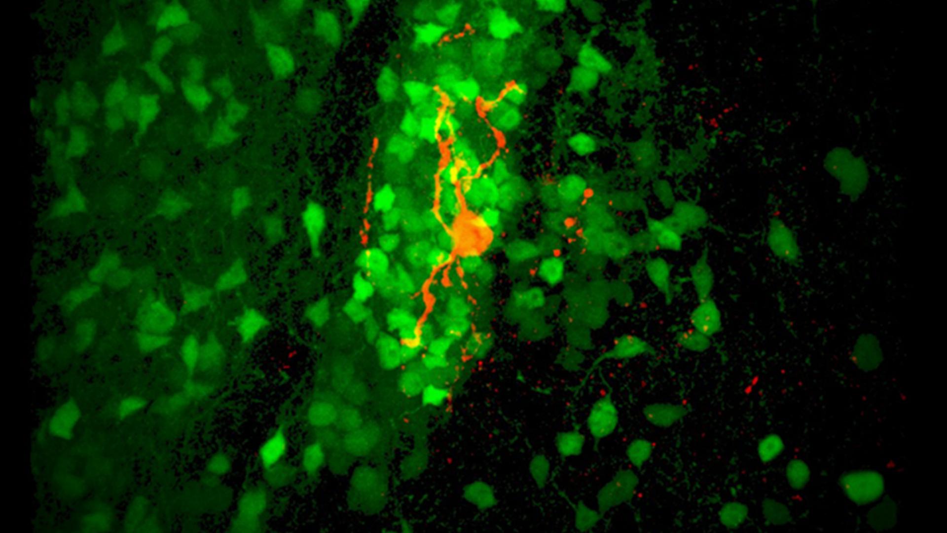 Apical cluster (apITC) with one apITC neuron filled with biocytin in red.