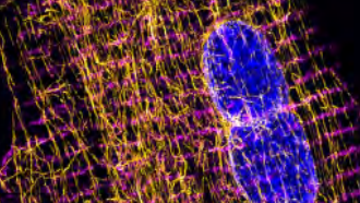 Intermediate filaments (purple) and microtubules (orange) form critical components of the heart muscle cytoskeleton. 
