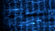 Microtubules navigating the heart muscle cell