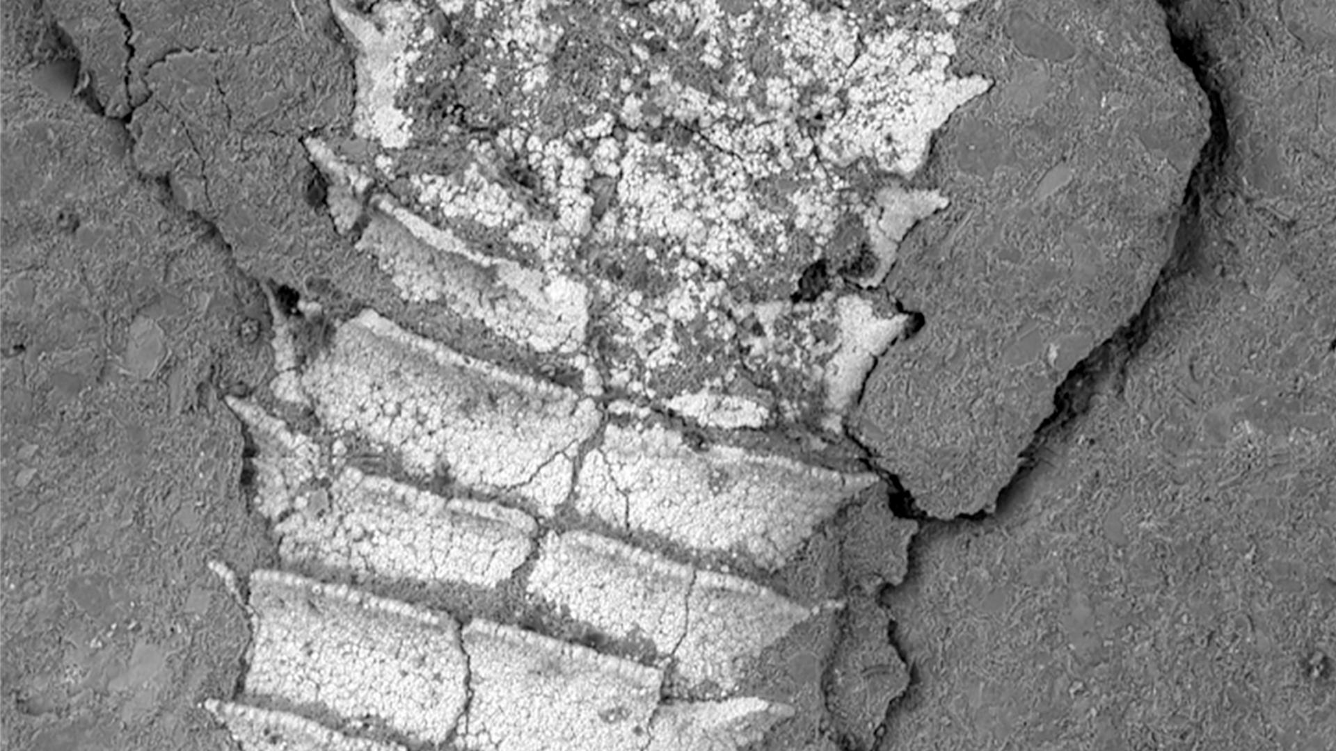 Pyritized cloudinomorph fossil