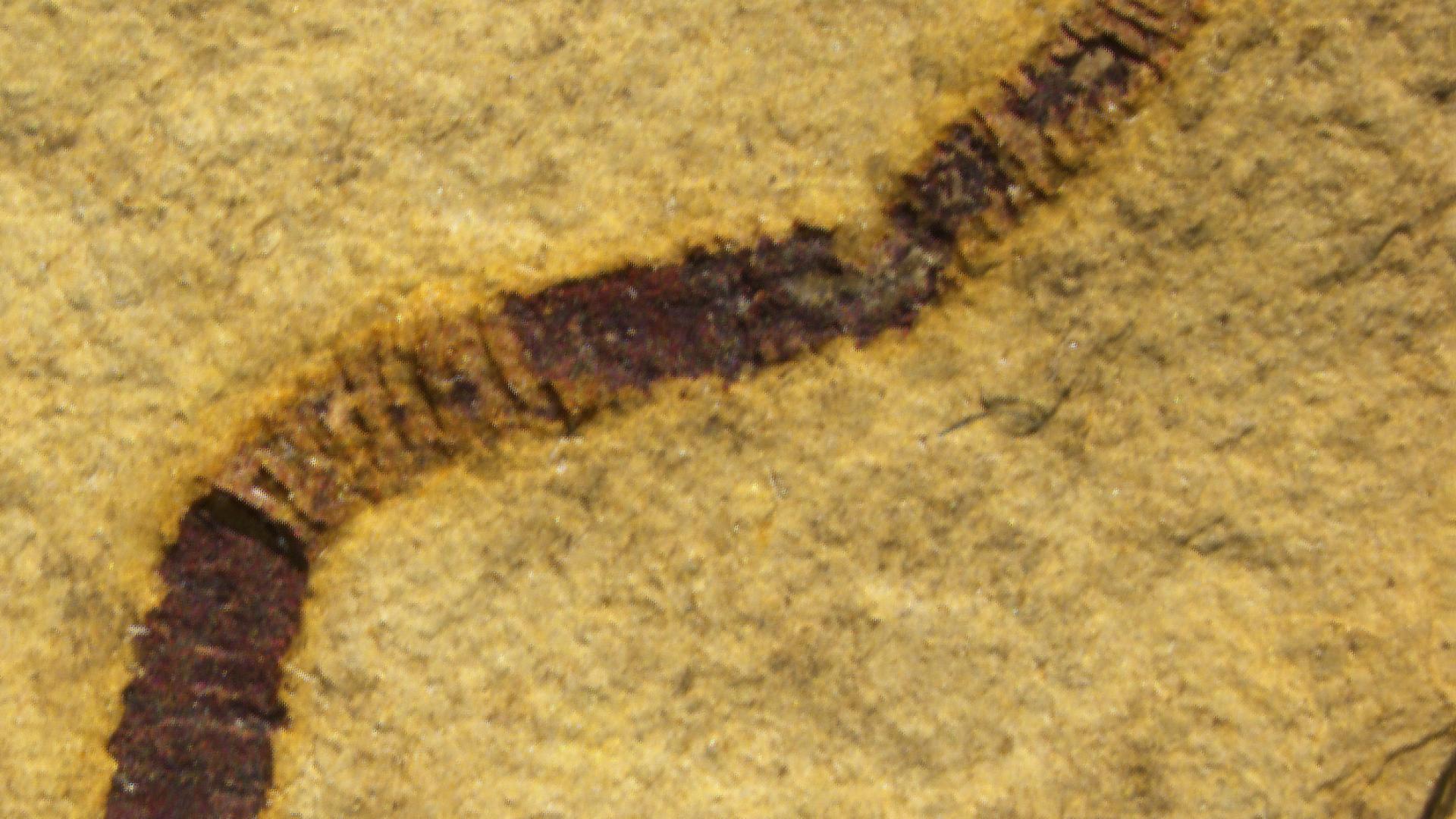 Nevada cloudinomorph fossil