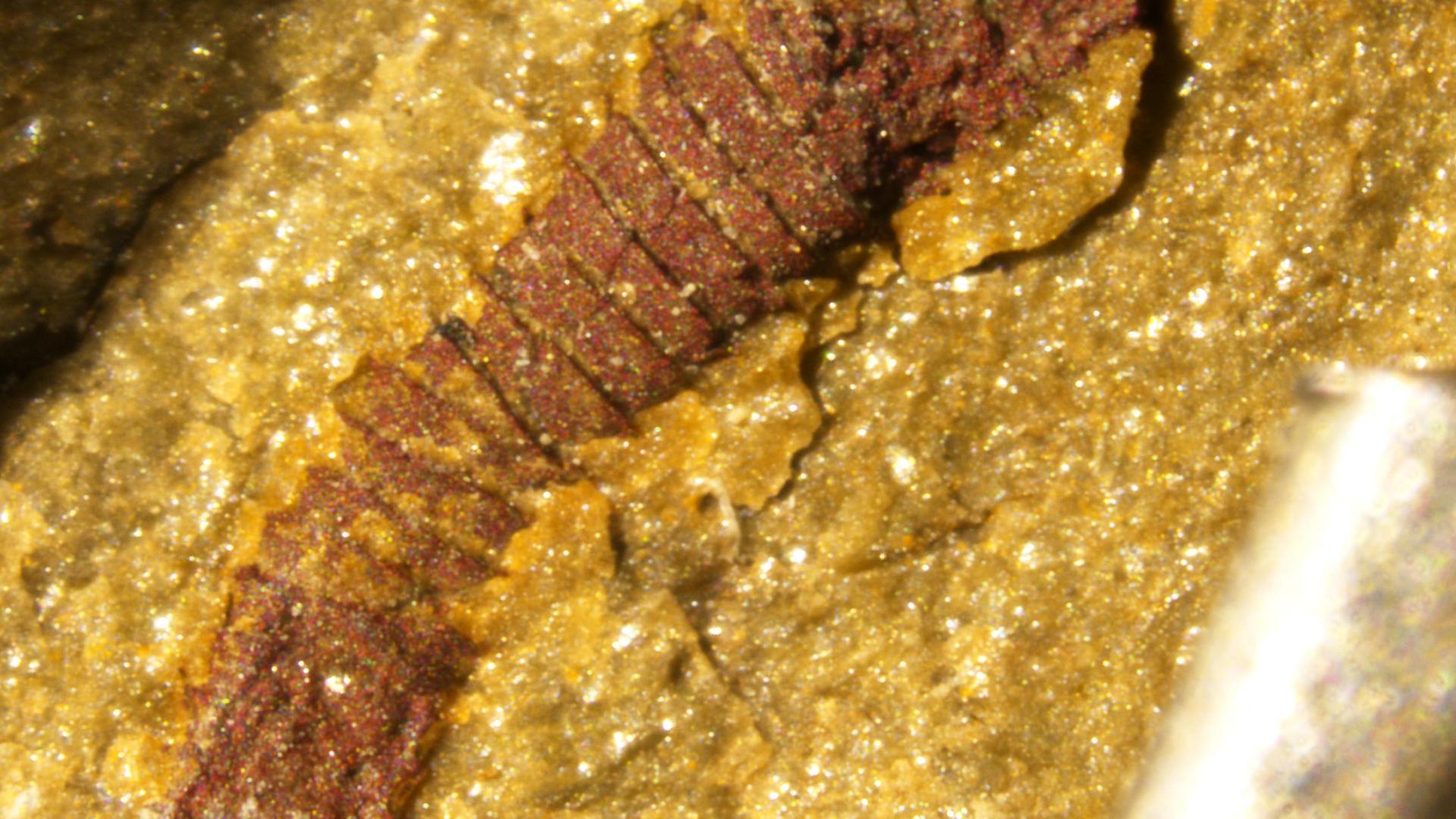 Nevada Saarina fossil