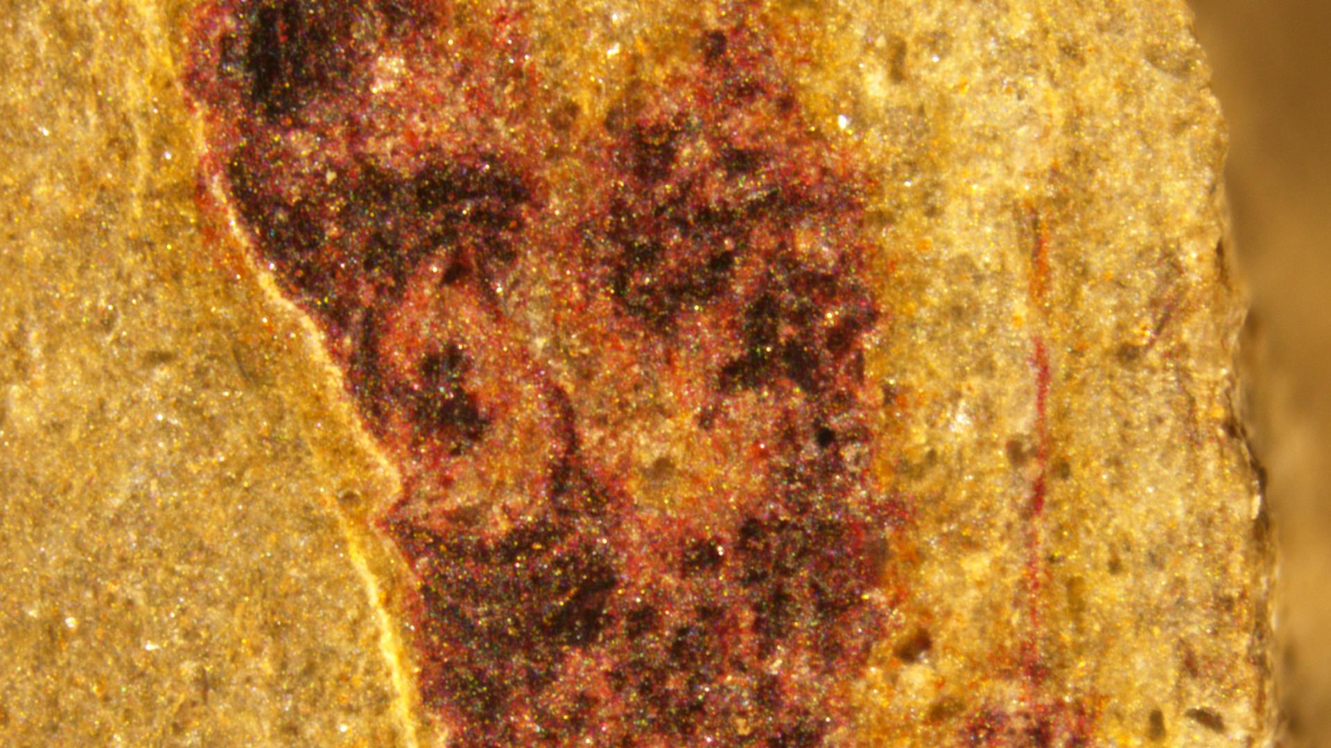 Preserved soft tissues