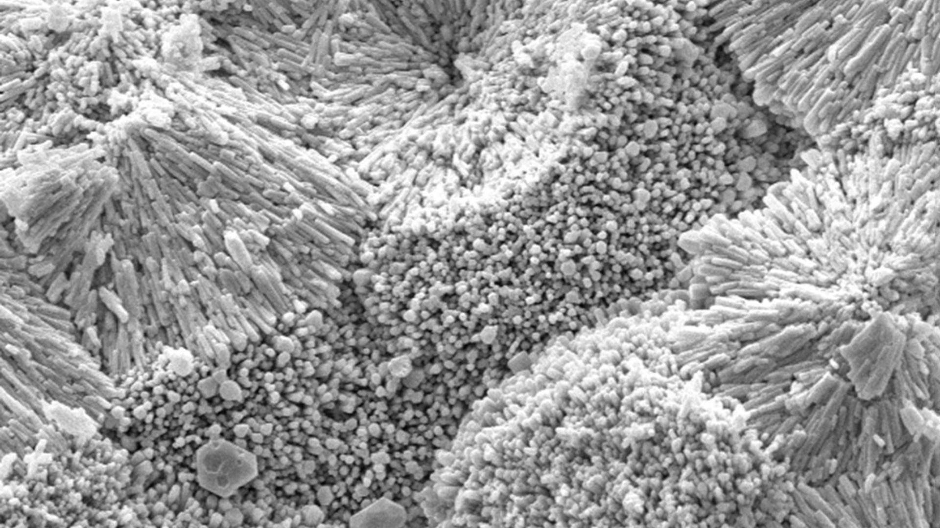 Cellular phosphatization