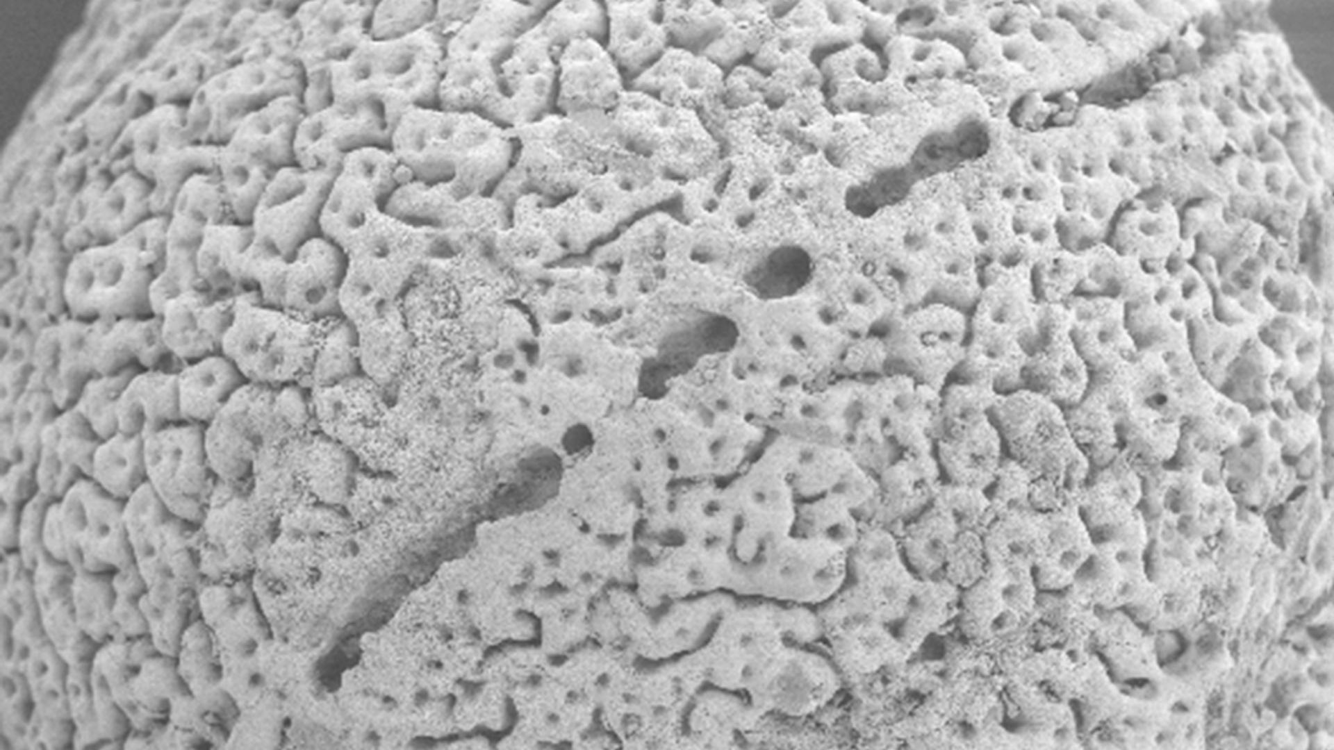 An electron microscopy image of a fossil embryo from China that shows distinct and ornate surface textures, and an apparent spiral structure.