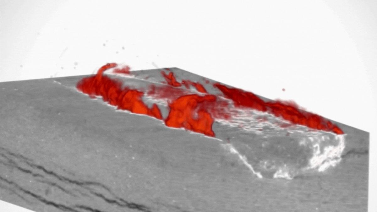 Cross section of preserved soft tissues