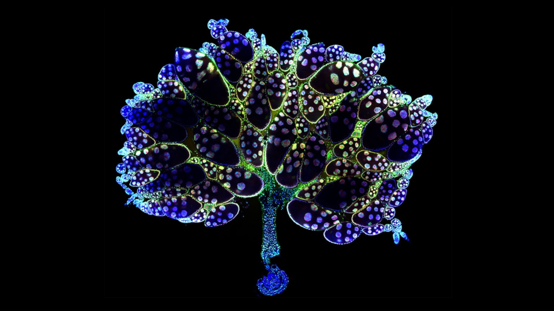 ZEISS Cell Biology Applications