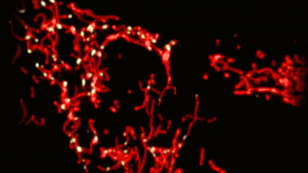 Mitochondrial Nucleoids in mammalian cells over time