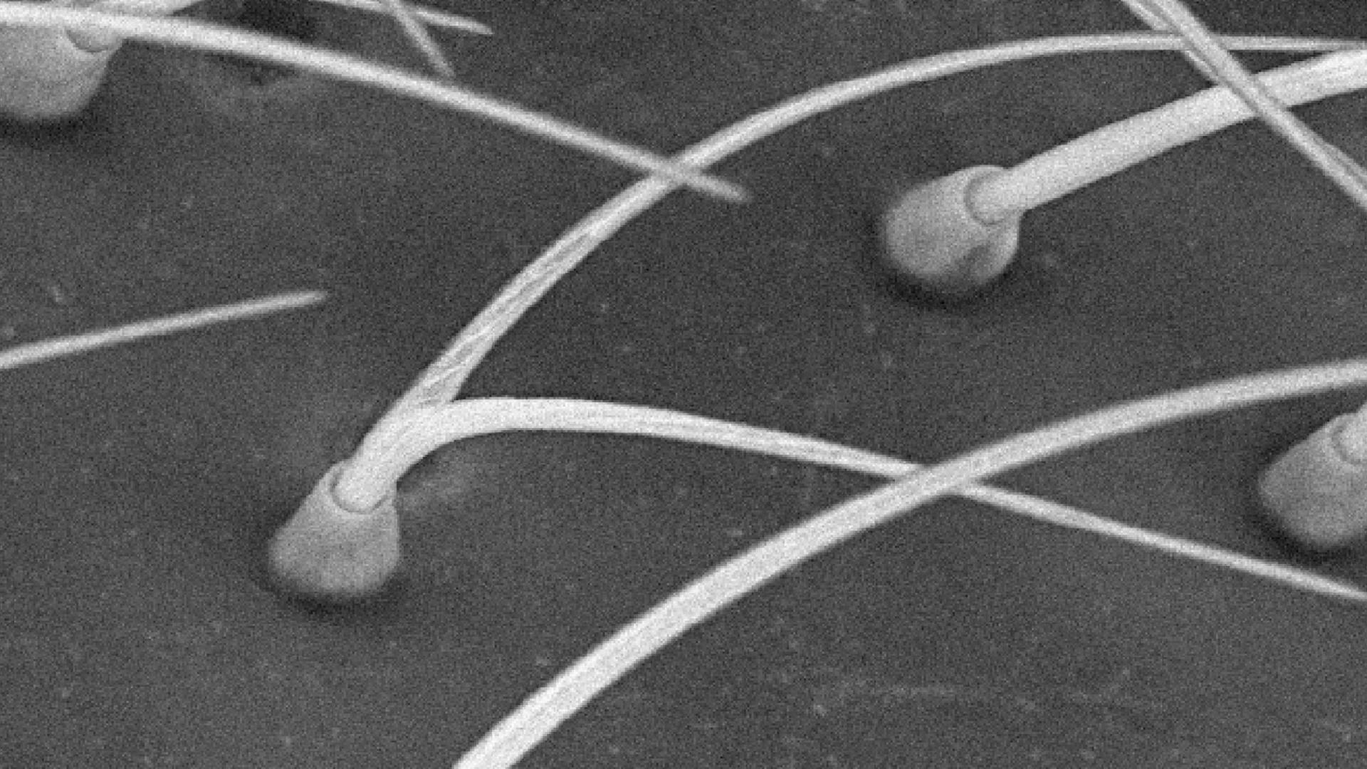 Scanning electron microscope (SEM) image of the transparent wing region of a Golden Clearwing butterfly (Godyris duillia).