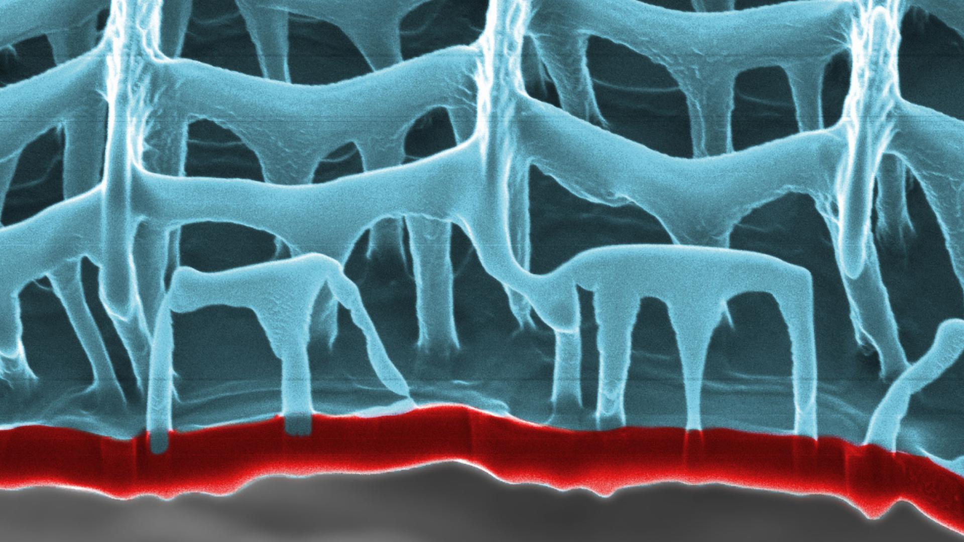 Helium Electron Microscope (ZEISS HIM) image of a wing scale from the Buckeye butterfly (Junonia coenia).