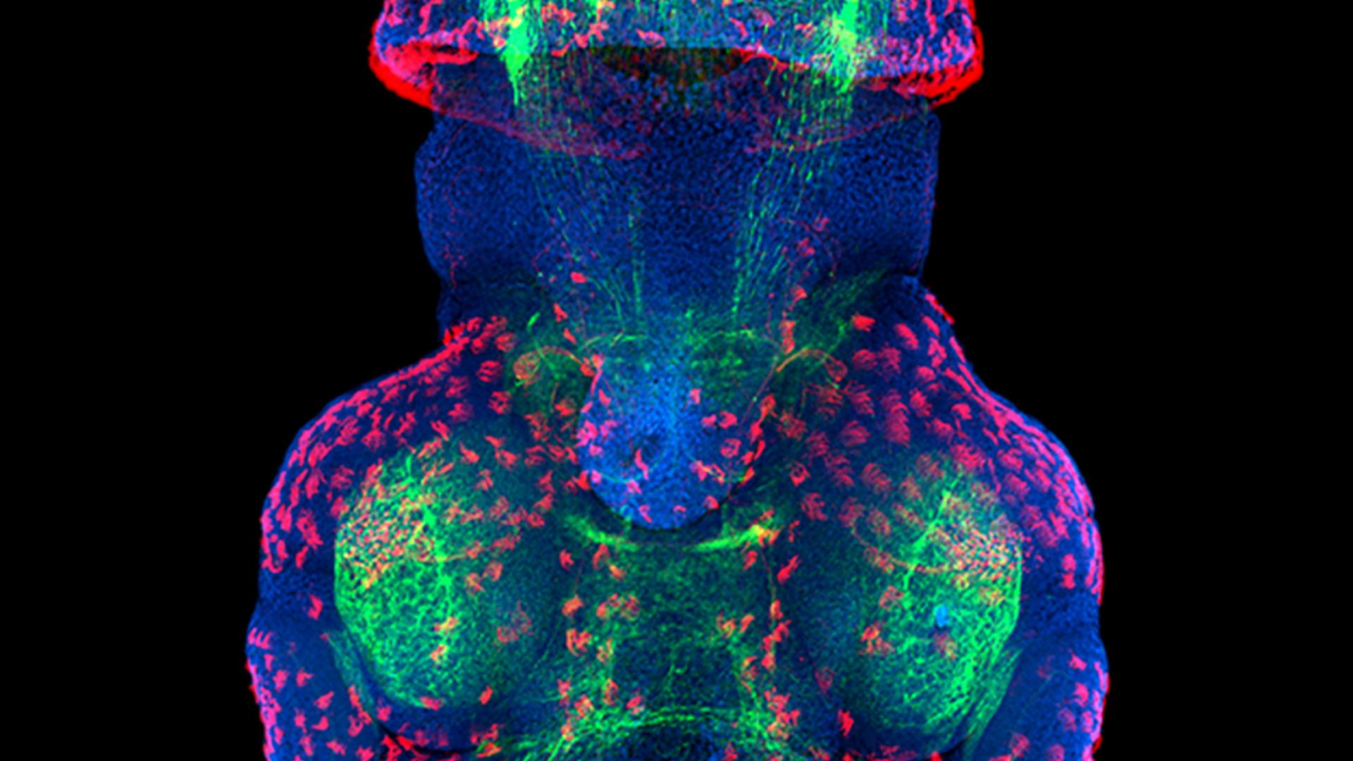 Confocal image (ZEISS LSM 780) of a developing embryo of the Longfin Inshore Squid (Doryteuthis pealeii).