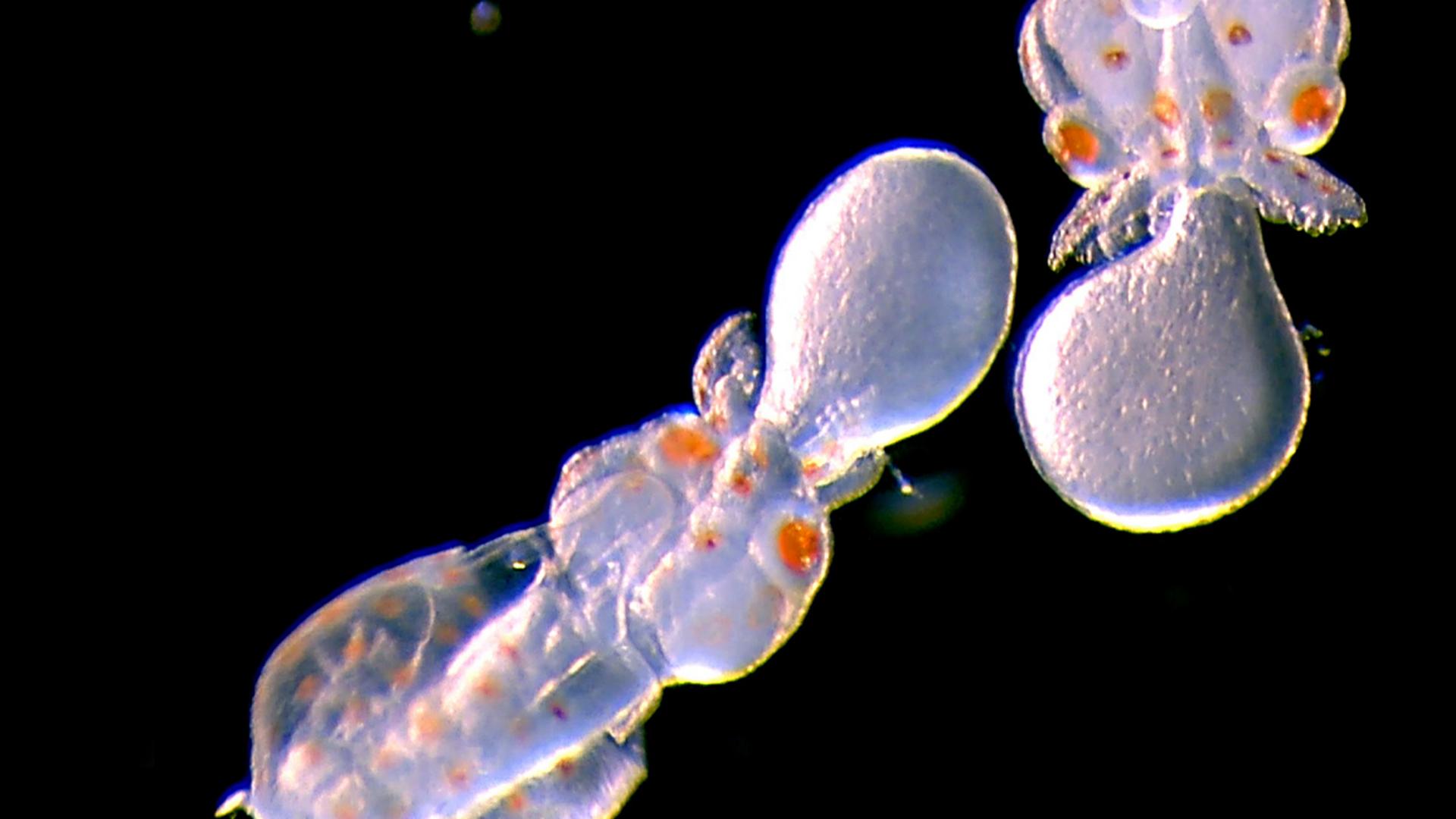 Dissecting microscope image of late-stage embryos of the Longfin Inshore Squid (Doryteuthis pealeii). 
