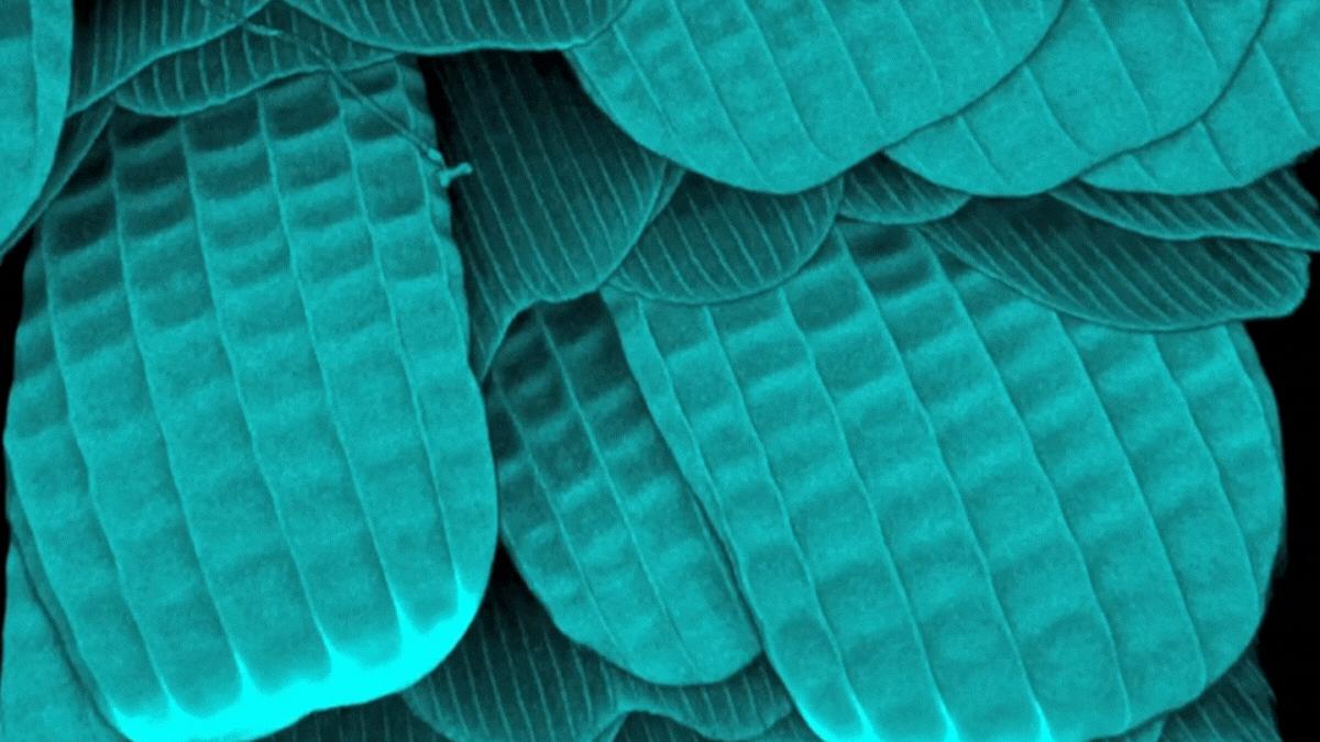 Confocal image (ZEISS LSM 700) of an adult wing of the Emerald Swallowtail (Papilio palinurus).