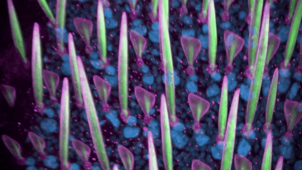 Confocal image (ZEISS LSM 880) of the pupal wing of the Glasswing butterfly (Greta oto). Cell nuclei are in blue.