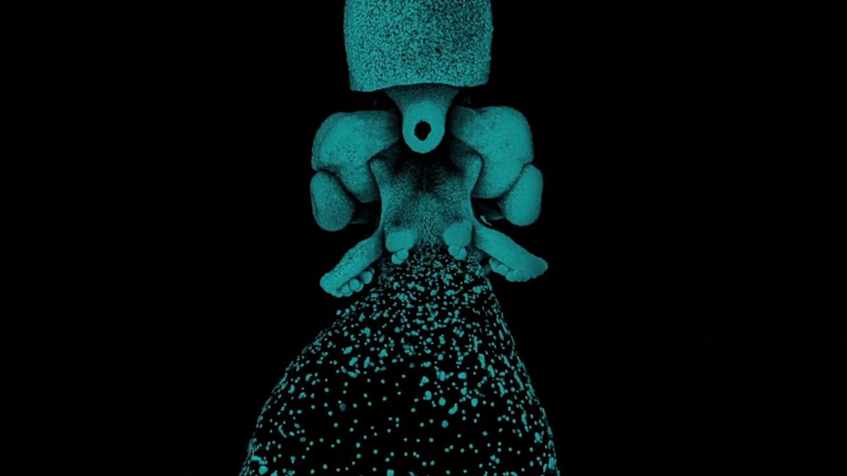 Confocal image (ZEISS LSM 780) of developing embryos of the Longfin Inshore Squid (Doryteuthis pealeii).