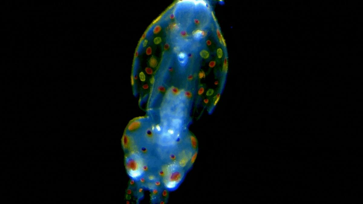 Late stage embryos and hatchlings of the Longfin Inshore Squid (Doryteuthis pealeii) and the dwarf cuttlefish (Sepia bandensis). 