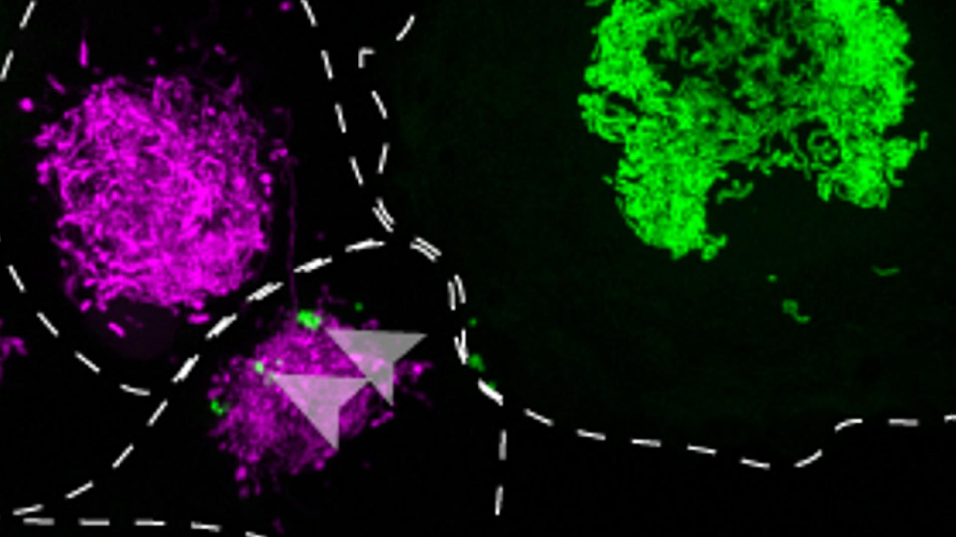 Primary human macrophages (green) transfer mitochondria to MDA MB 231 breast cancer cells (red)