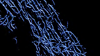 Cross section of preserved soft tissues