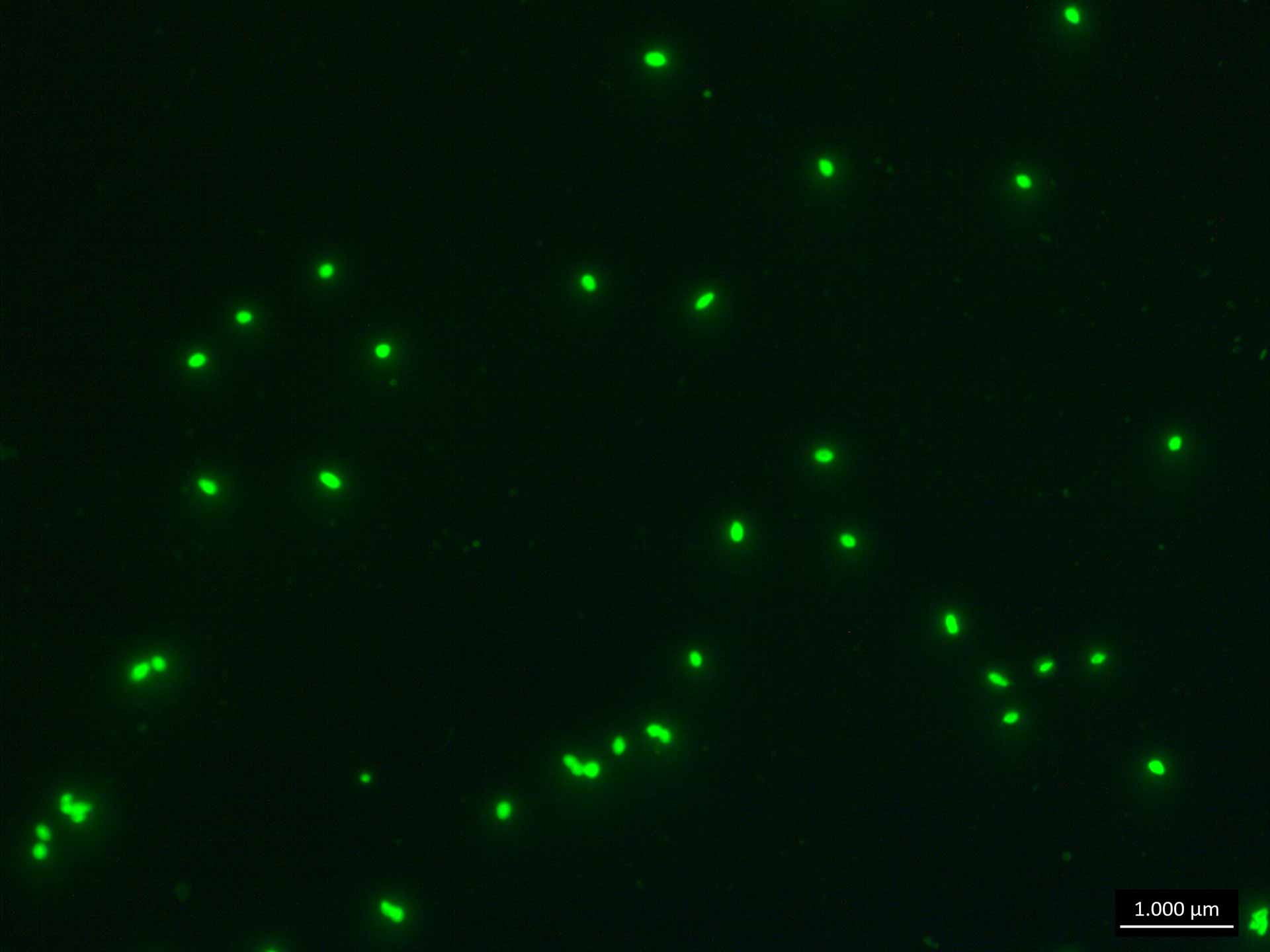 Noyaux cellulaires de spermatozoïdes colorés avec Alexa