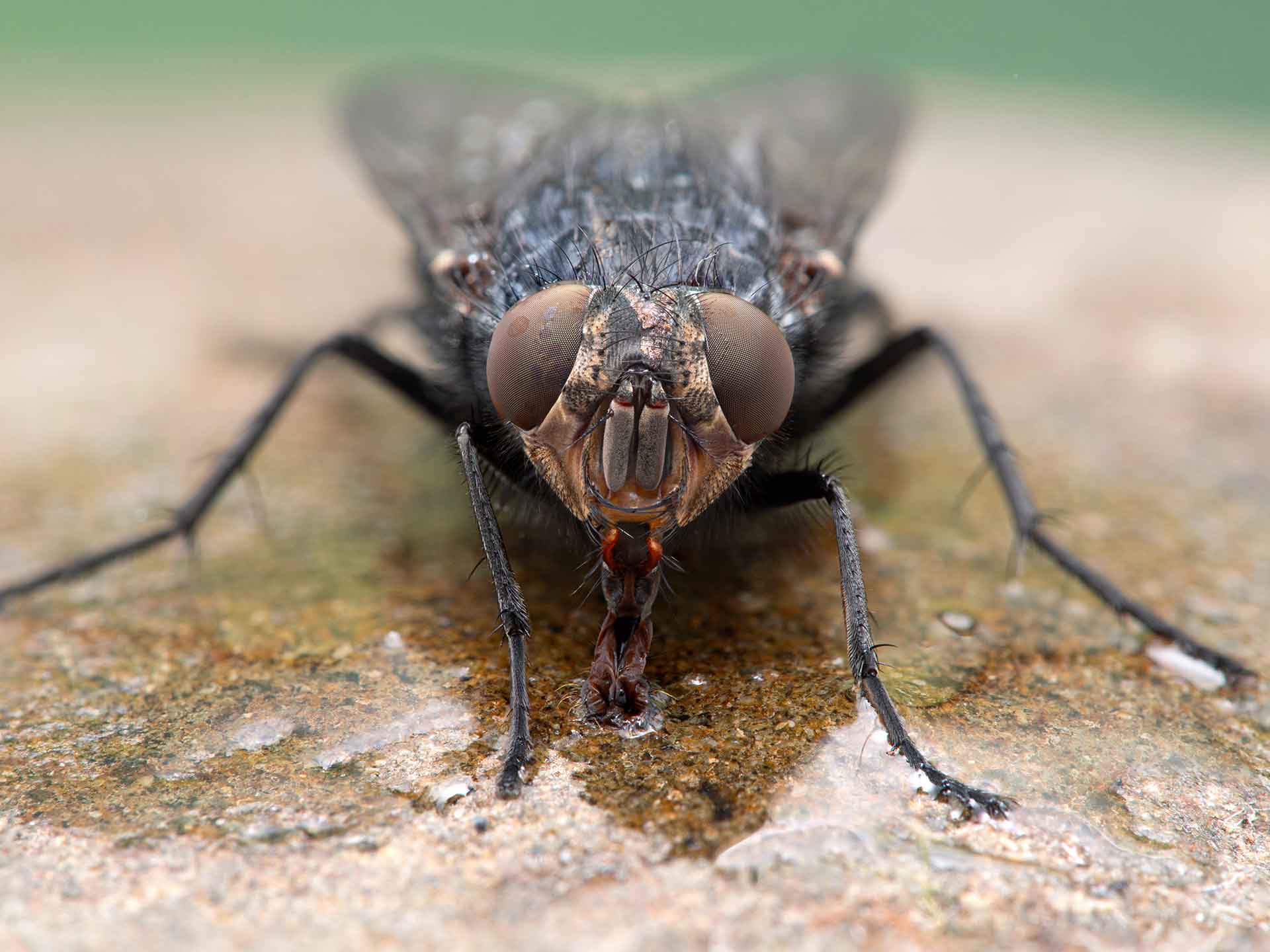 クロバエ（Calliphora vicina）、飲んでいる様子、cECP 2020、法医昆虫学 ©Ernie Cooper、Adobe Stock Extended License