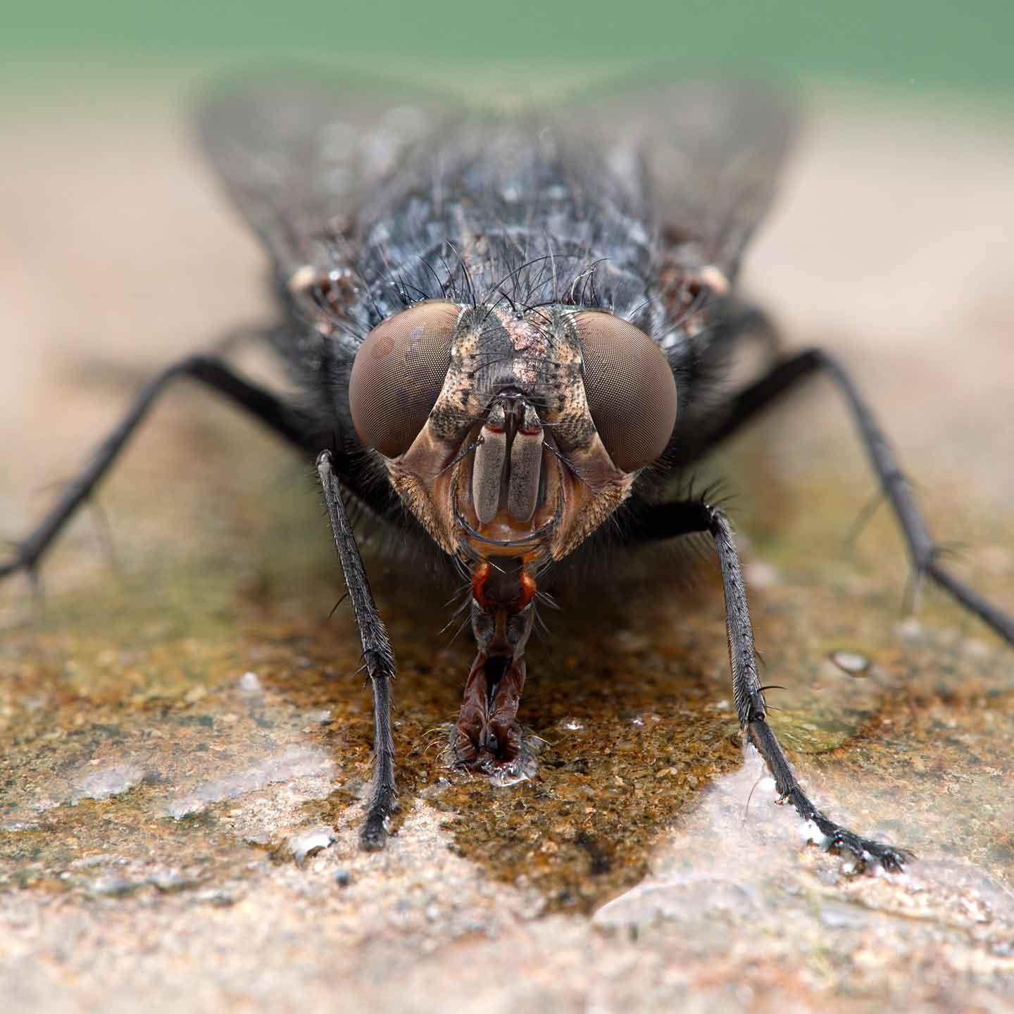 クロバエ（Calliphora vicina）、飲んでいる様子、cECP 2020、法医昆虫学 ©Ernie Cooper、Adobe Stock Extended License