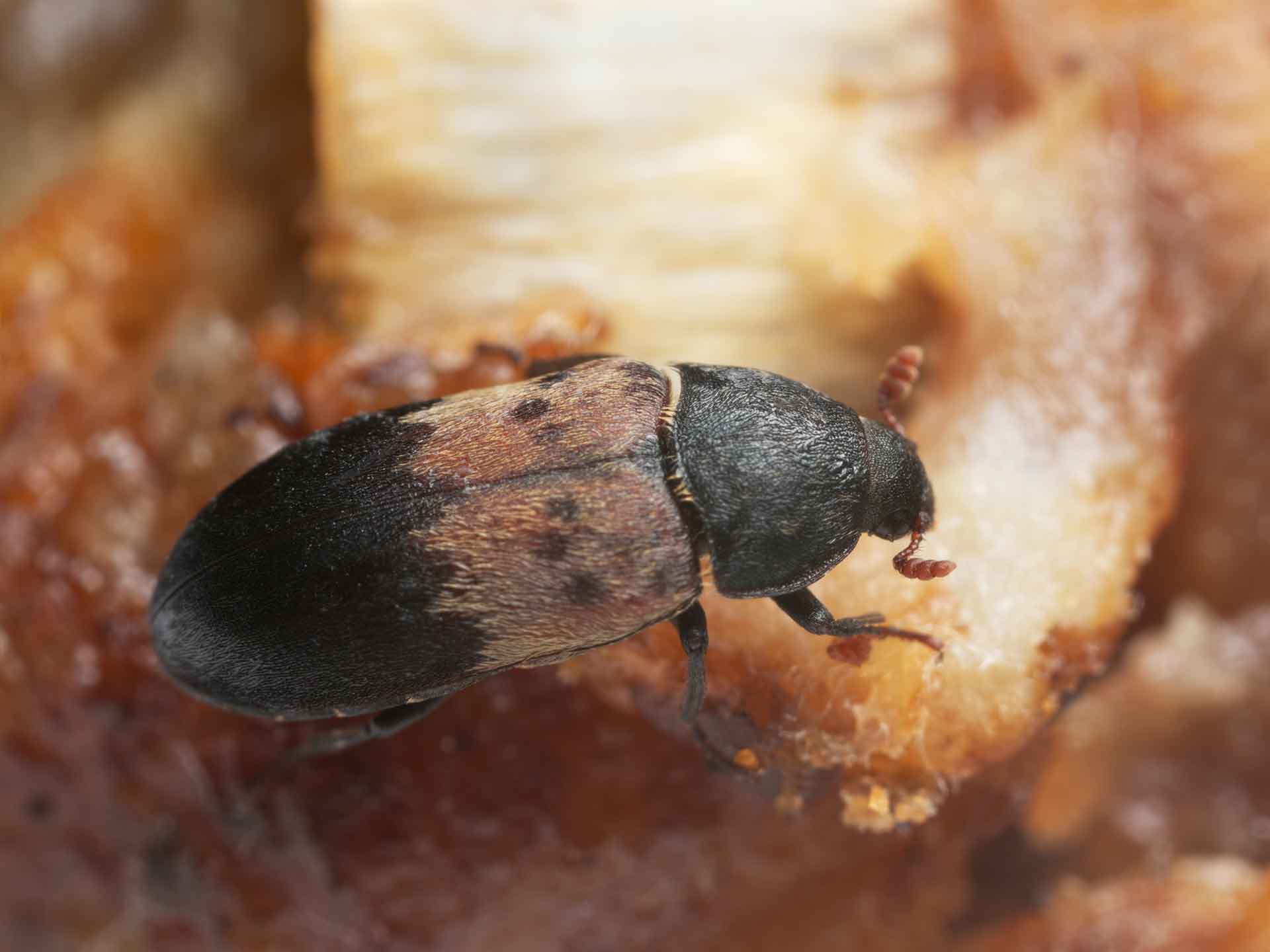 El escarabajo de la despensa, Dermestes ladarius, sobre carne, este escarabajo puede ser una plaga en productos animales, entomología forense