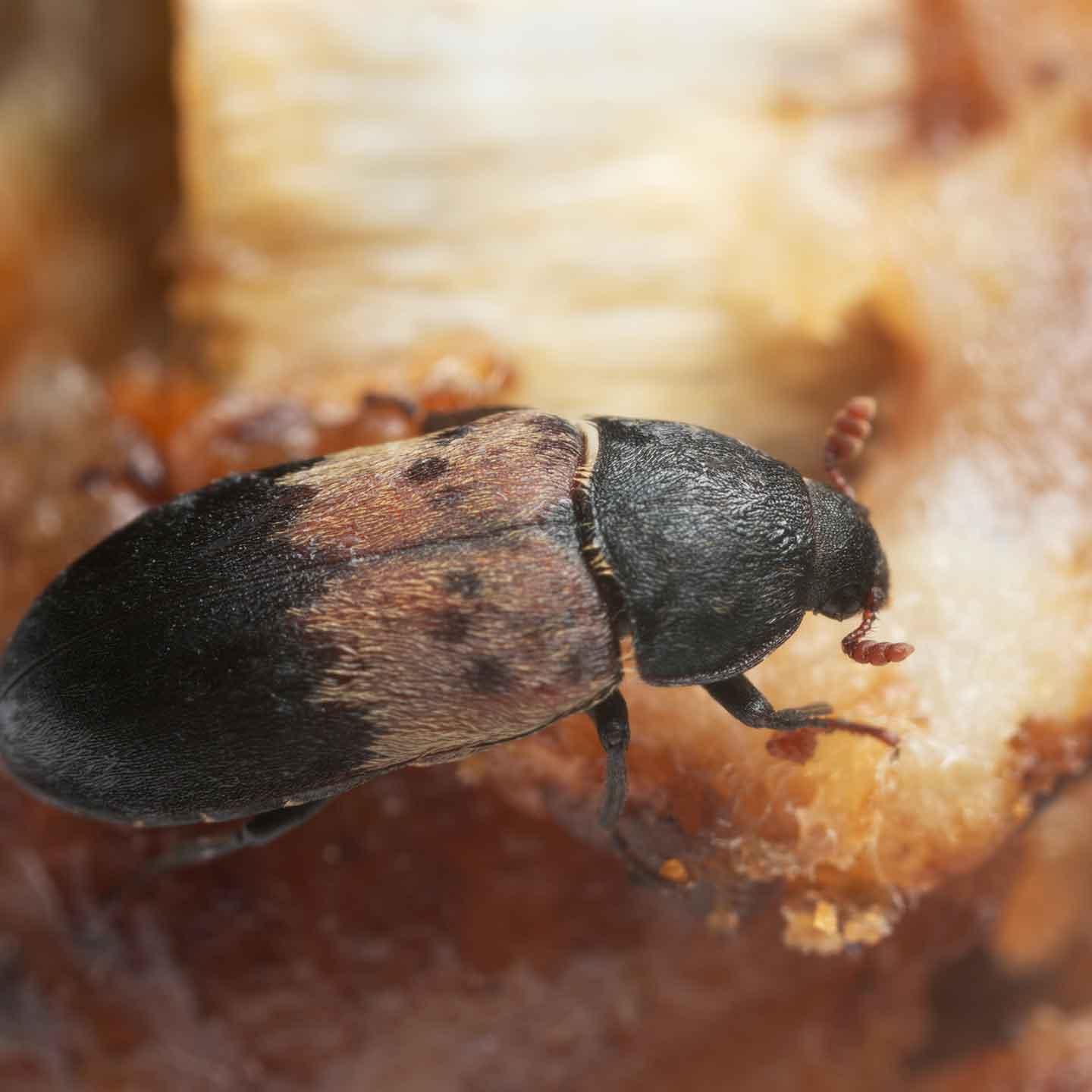 Larder beetle, Dermestes ladarius on meat, this beetle can be a pest on animal products, forensic entomology