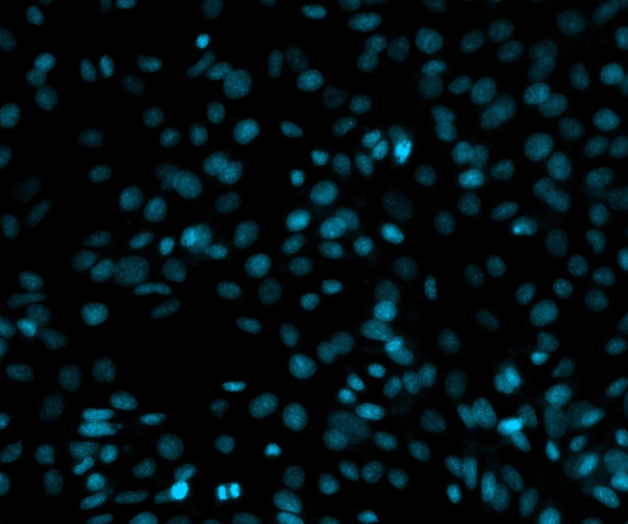 Visualization of cell nuclei through DAPI