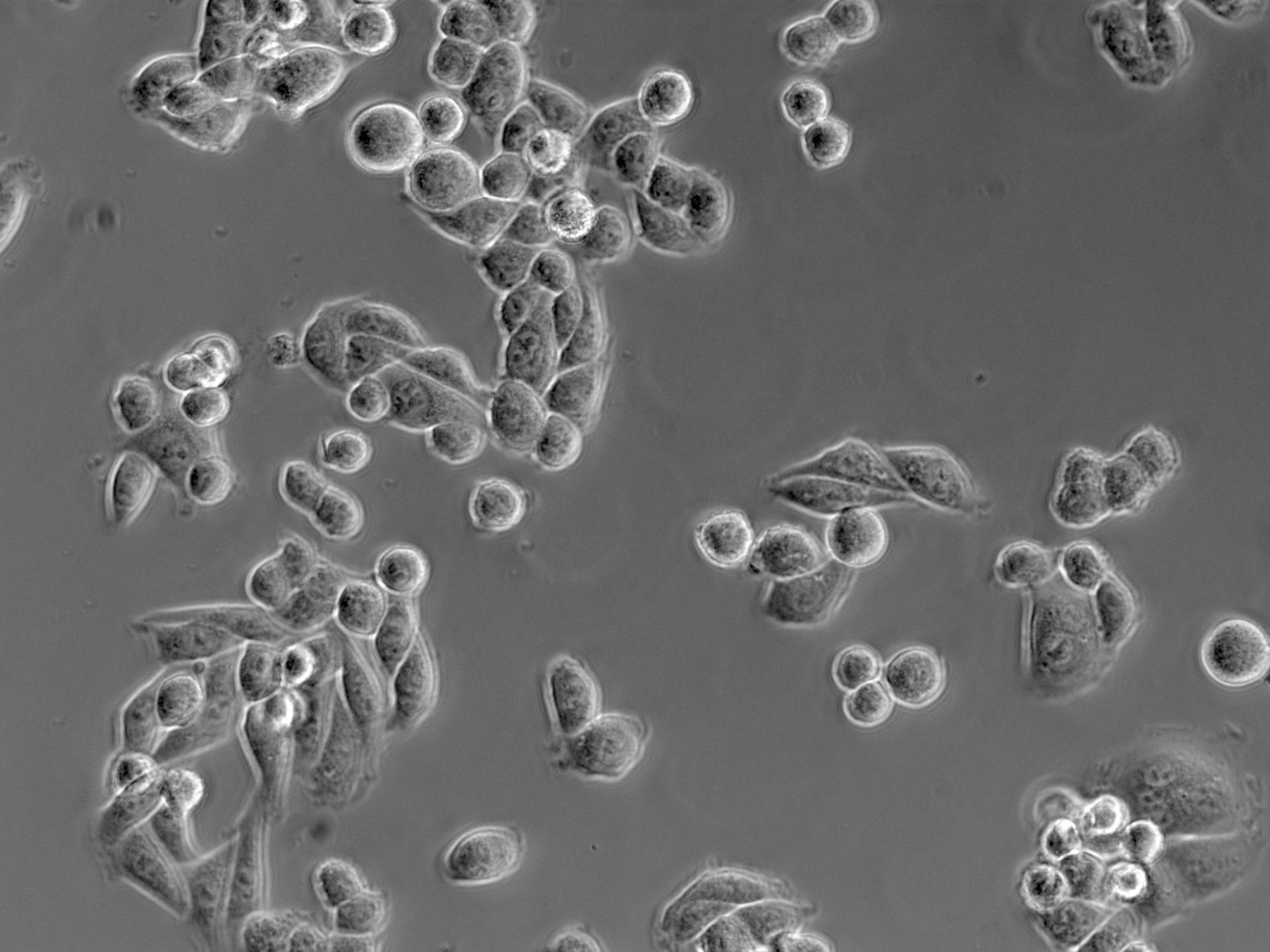 Microscopic view of unstained, transparent specimens