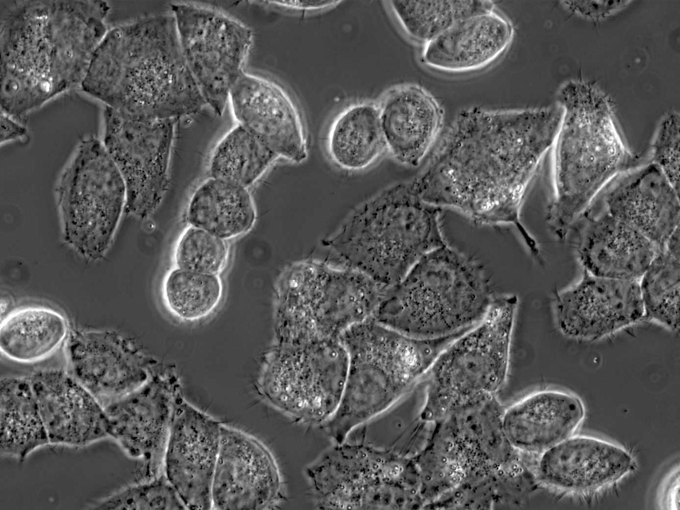 HeLa-Zellen in Phasenkontrast – aufgenommen mit Primovert