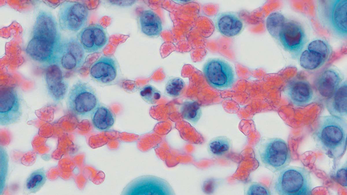 Microscopy Solutions for Cytology and Cytopathology
