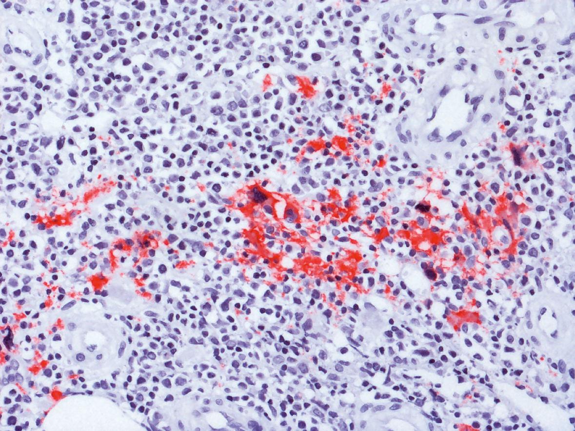 Histological section in brightfield