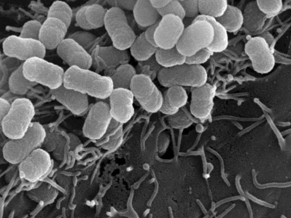 Bactéries. Image capturé avec ZEISS EVO