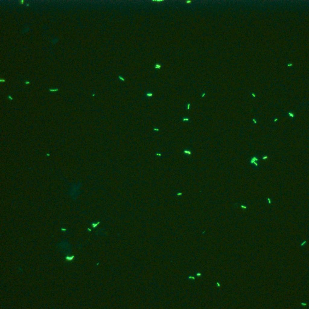 Standing-wave-excited multiplanar fluorescence in a laser scanning  microscope reveals 3D information on red blood cells | Scientific Reports, image size:1024x1024