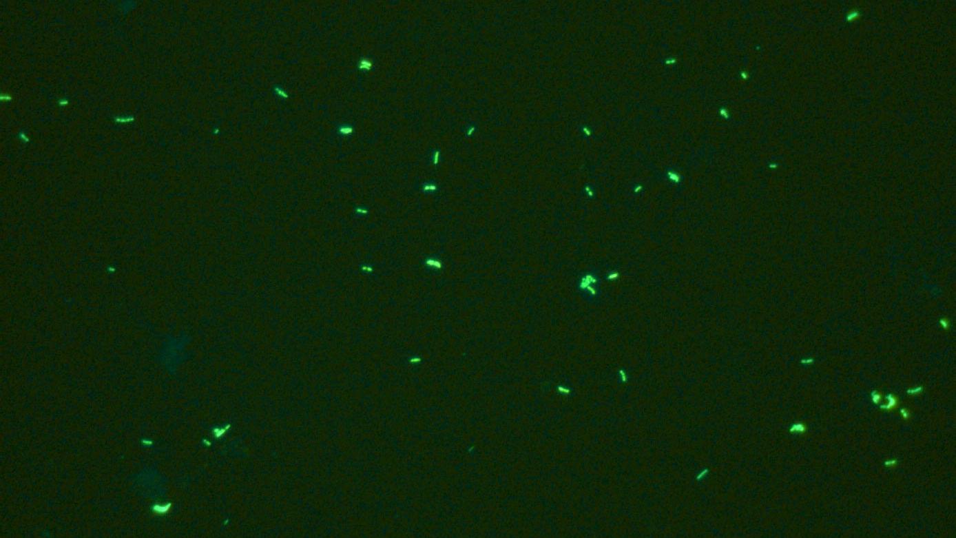 Microscopy Applications for Primary Health Care