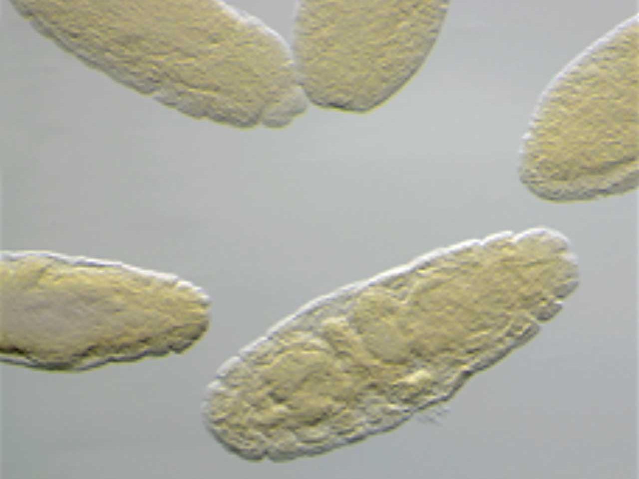 Embriones de Drosophila captados con ZEISS Stemi 508