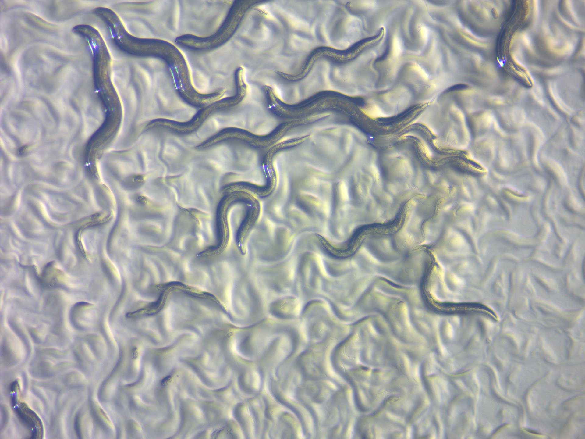 C. elegans en lumière réfléchie à champ clair. Image capturée avec ZEISS Stemi 508.