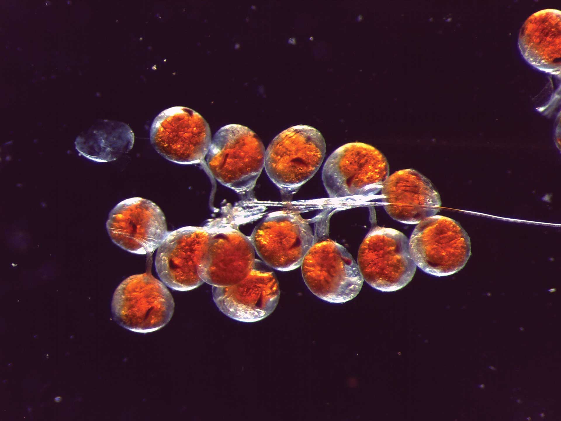 Spider crab embryos in transmitted light darkfield. Acquired with ZEISS Stemi 508