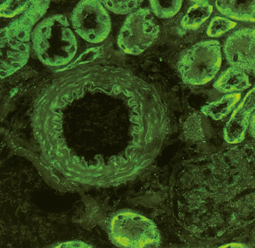 Fluorophore conjugated to antibodies, proteins, or other biomolecules.
