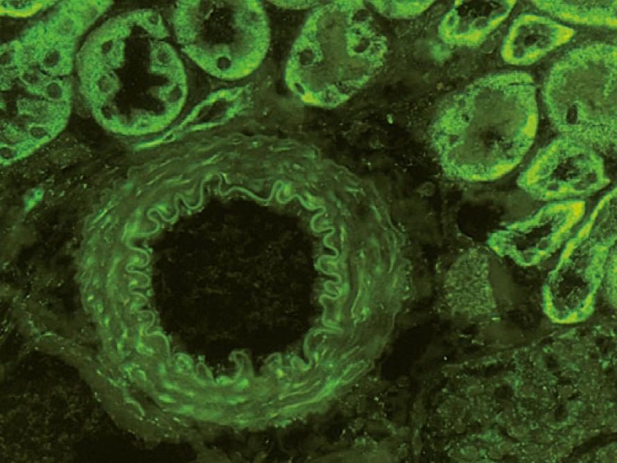 Fluorophore conjugated to antibodies, proteins, or other biomolecules.