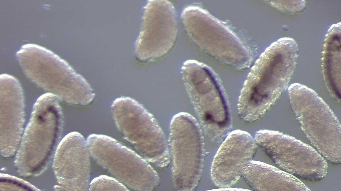 Microscopy Solutions for Sample Preparation