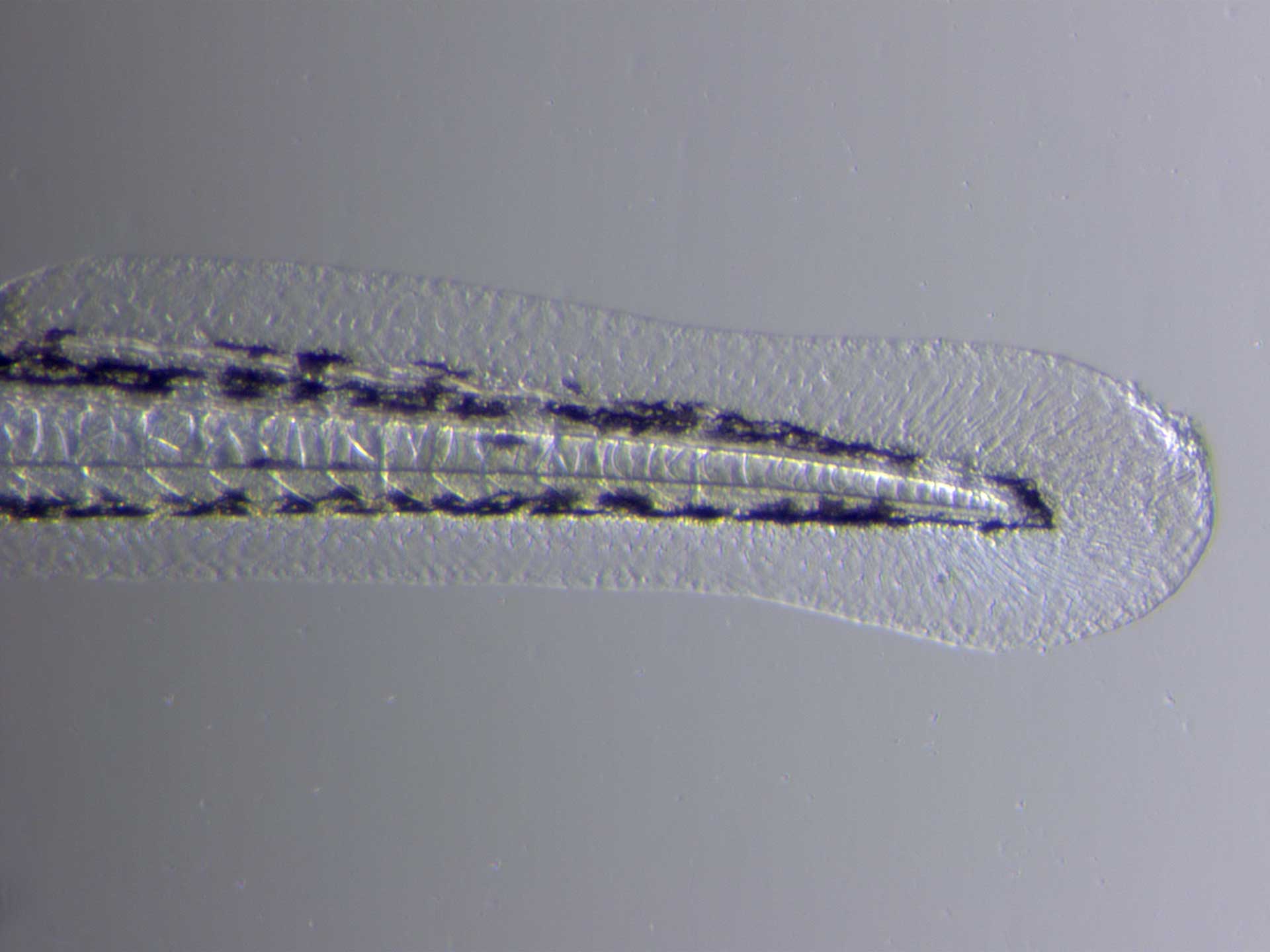 Schwanzfaden eines Zebrafischembryonen bei schrägem Durchlicht. Aufgenommen mit ZEISS Stemi 508.