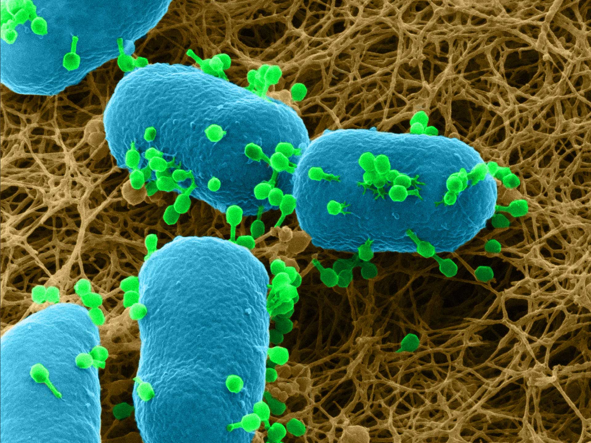 Interactions of viruses with bacteria as it happens on the bacteria plate