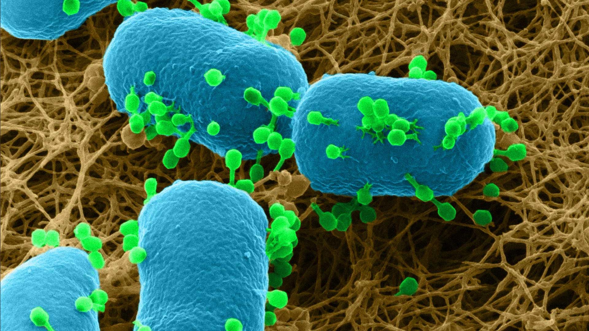 Study with this system offers great insights to interactions of the viruses with bacteria as it happens on the bacteria plate.