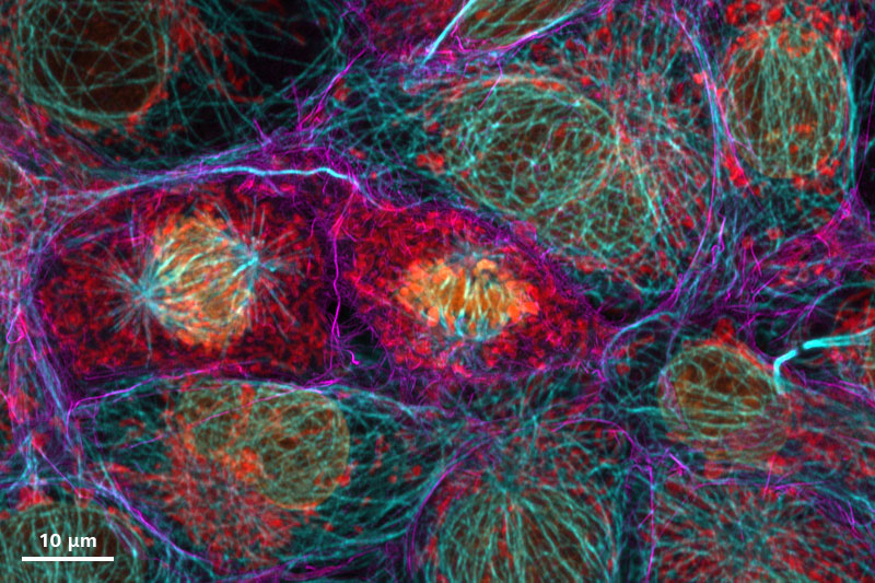 Cos7 cells imaged with LSM Plus, including the ZEISS NIR detector in channel mode. 