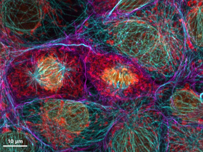 Cos7 cells imaged with LSM Plus, including the ZEISS NIR detector in channel mode. 