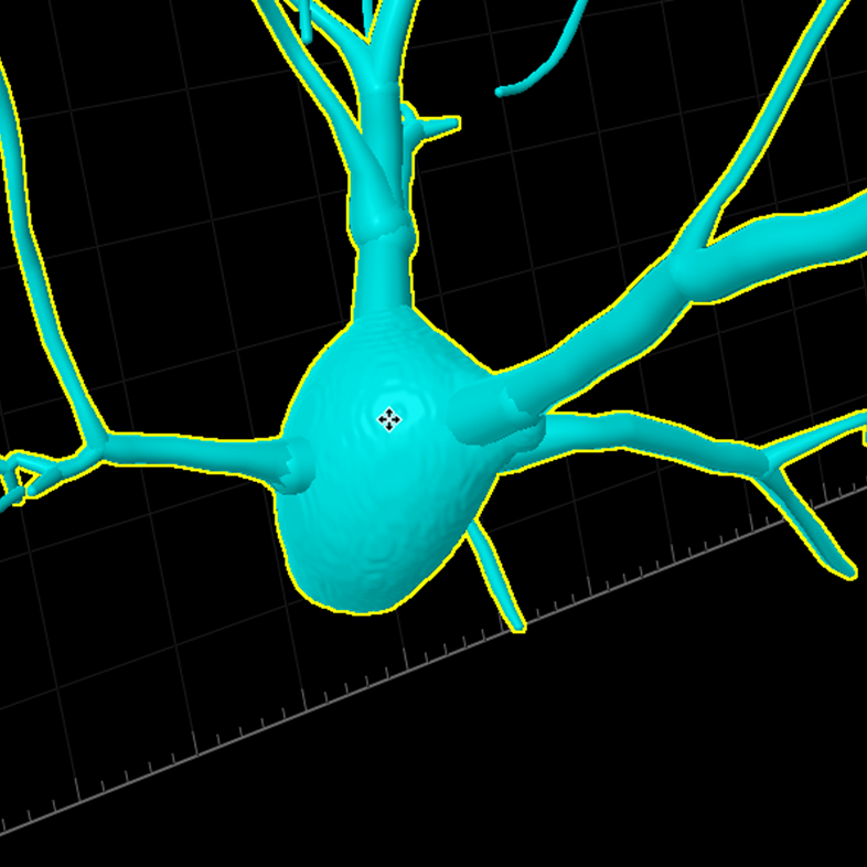 A neuron cell in the brain is traced and marked in a microscopy image in 3D view. The cell body is in the center and neurite branches sprout of it.